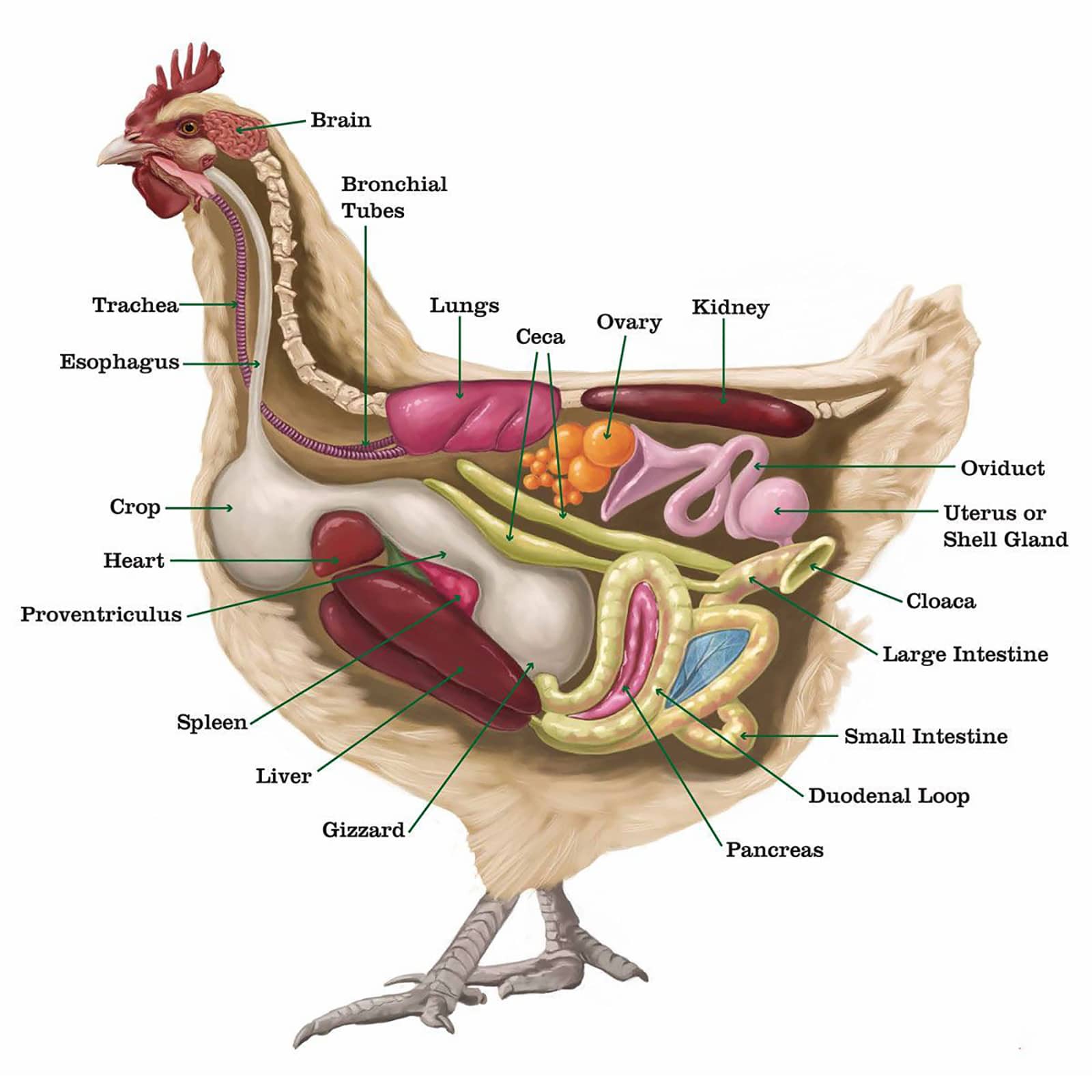Chicken Anatomy, Digestive System Chicken Farmers Union