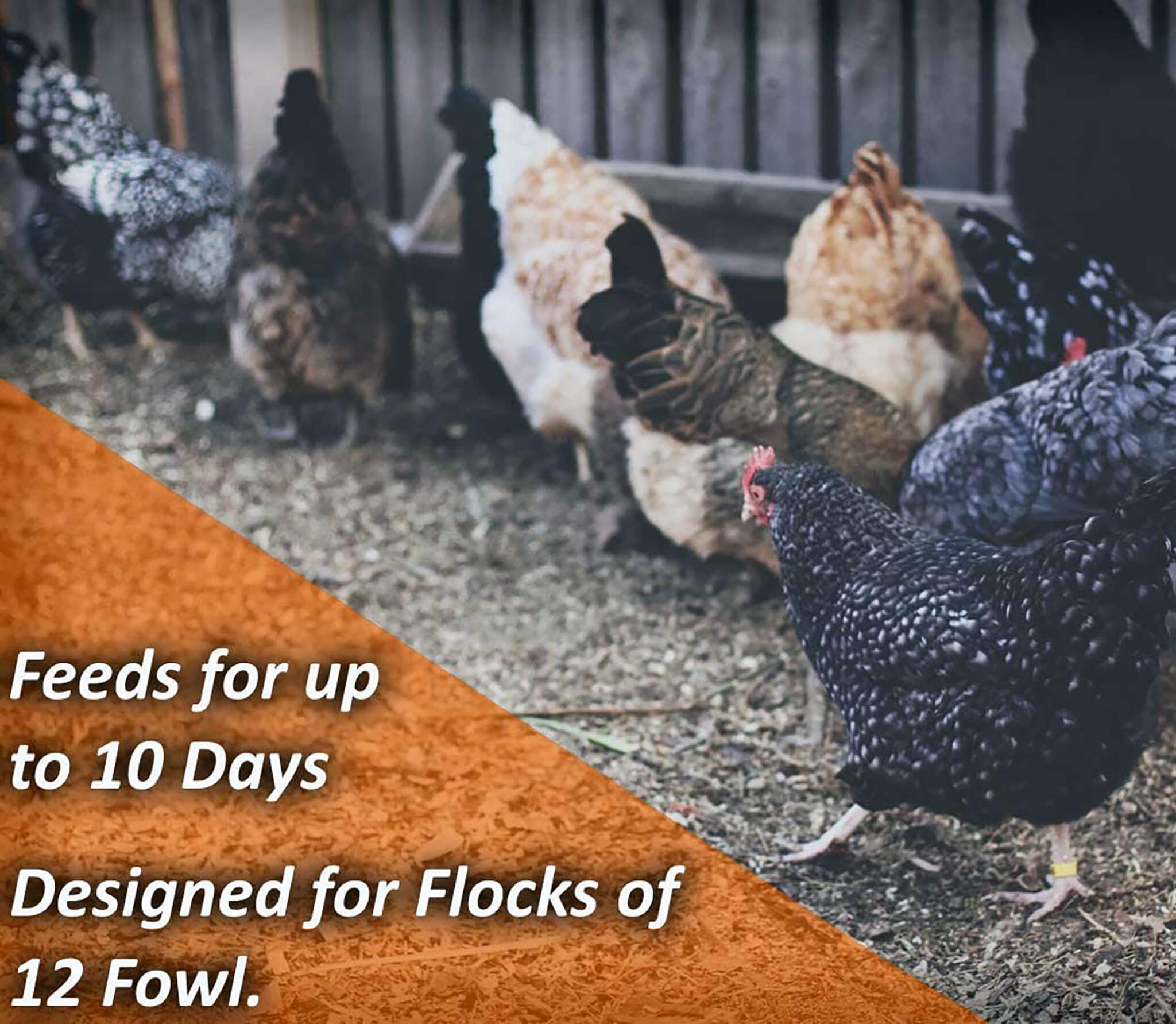 Fowl Up to 10 Days Keeps Dry