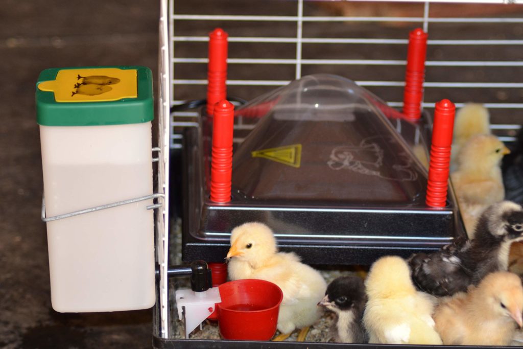 chicken brooder