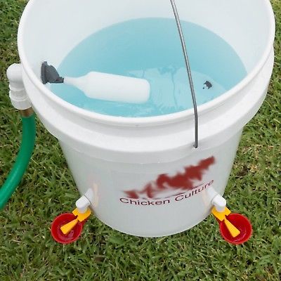 Best automatic chicken waterer