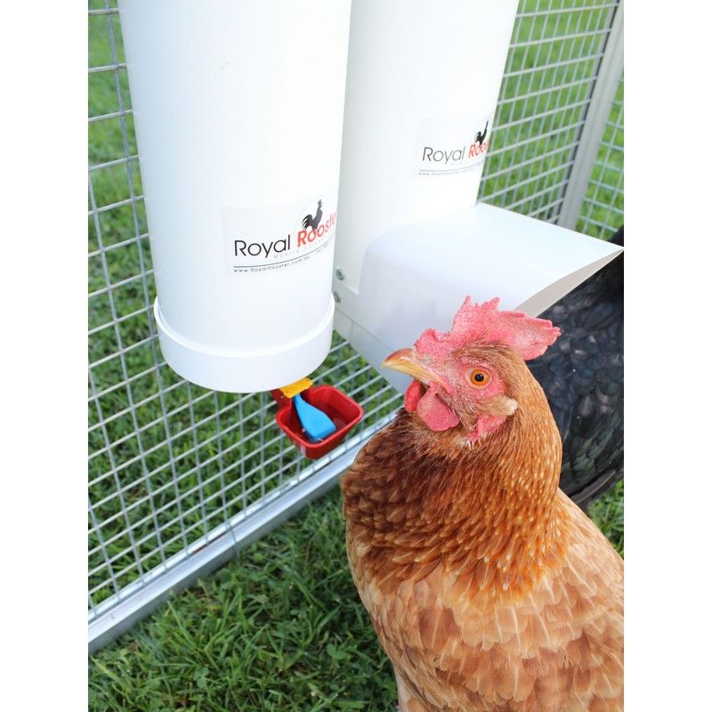 BEST heated CHICKEN WATERERS - Chicken Farmers Union