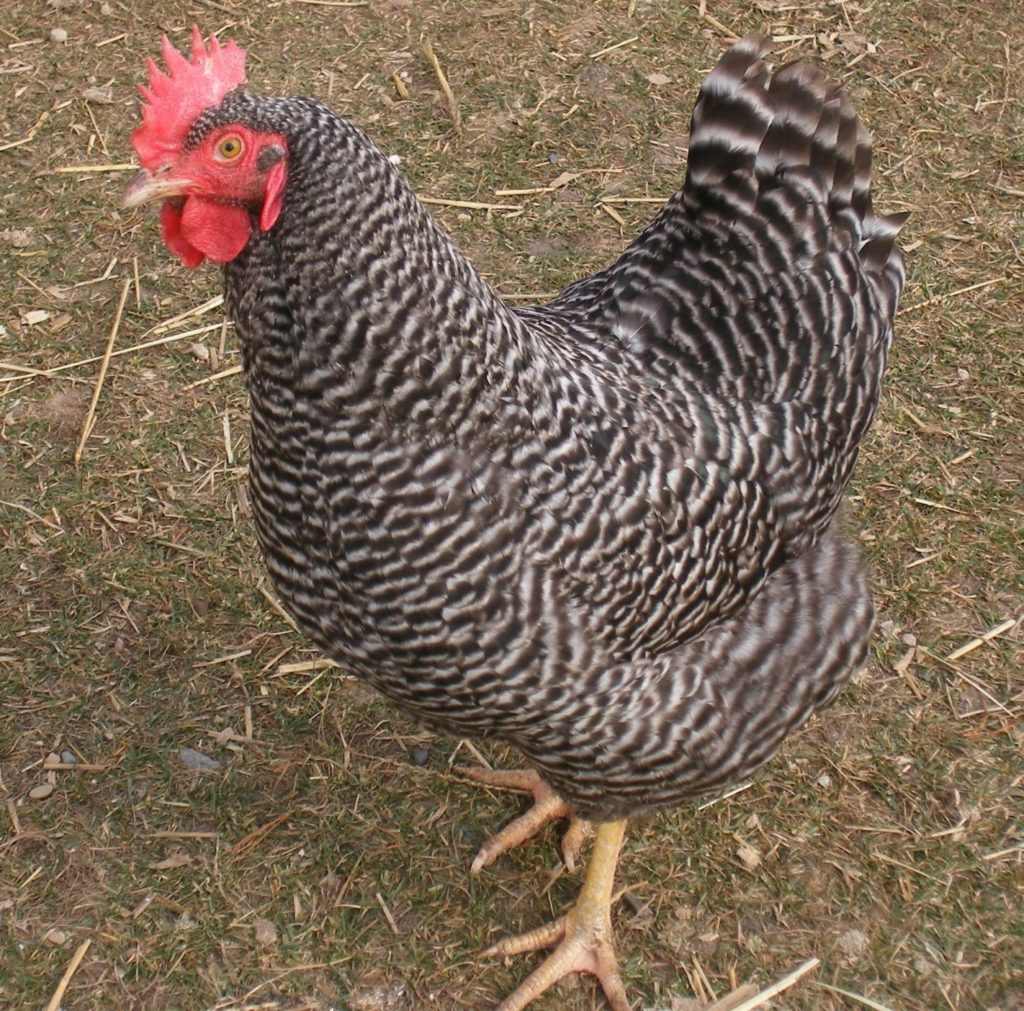 Barred Rock obedient beautiful