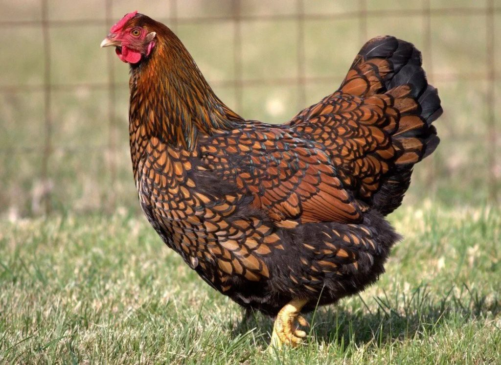 Golden Laced Wyandottes