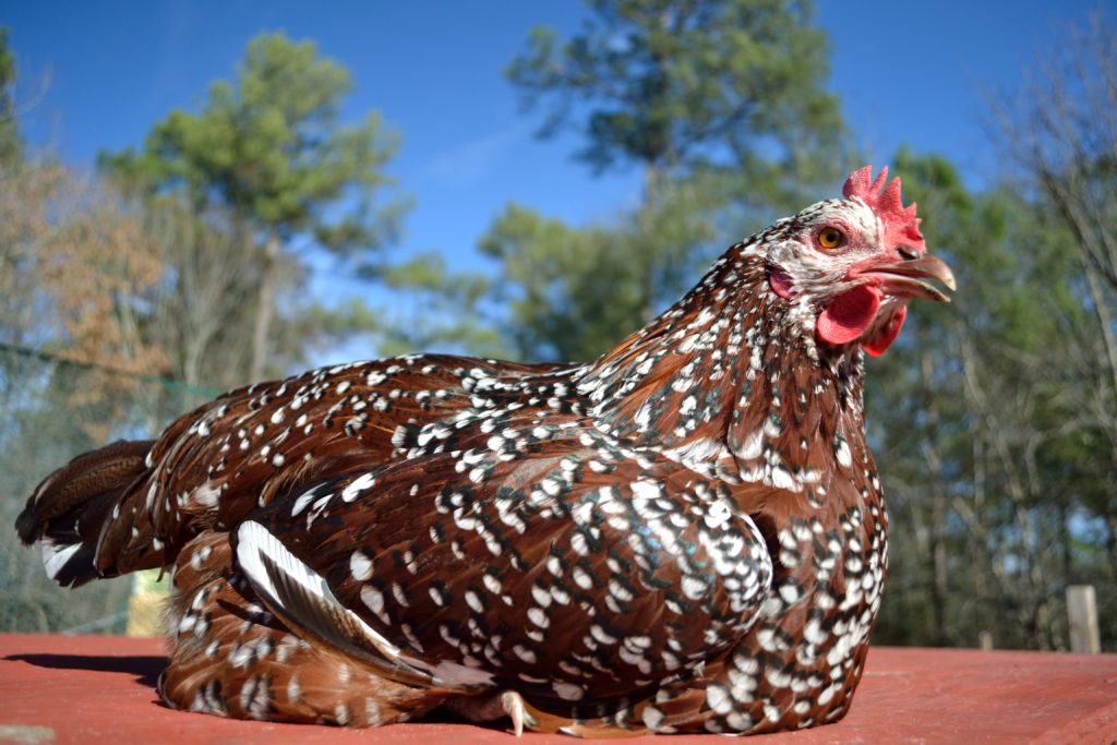 Speckled Sussex Dual-purpose chicken