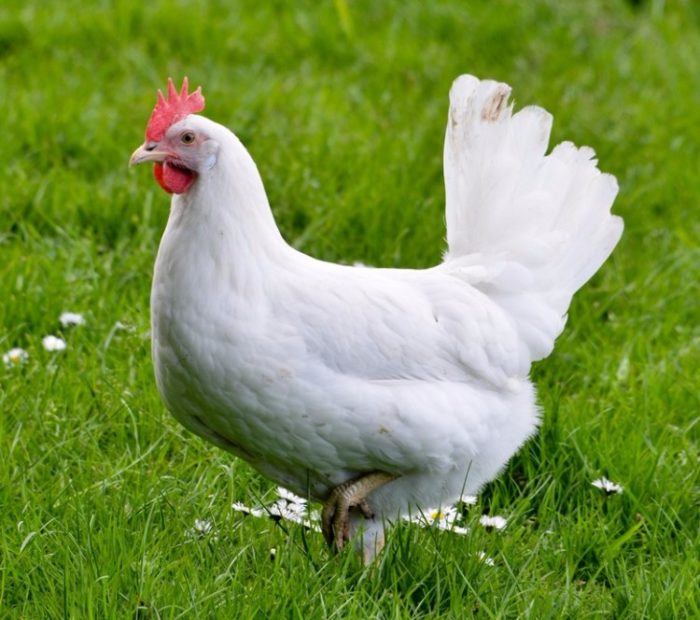 The Best Egg-Laying Chicken Breeds - Chicken Farmers Union