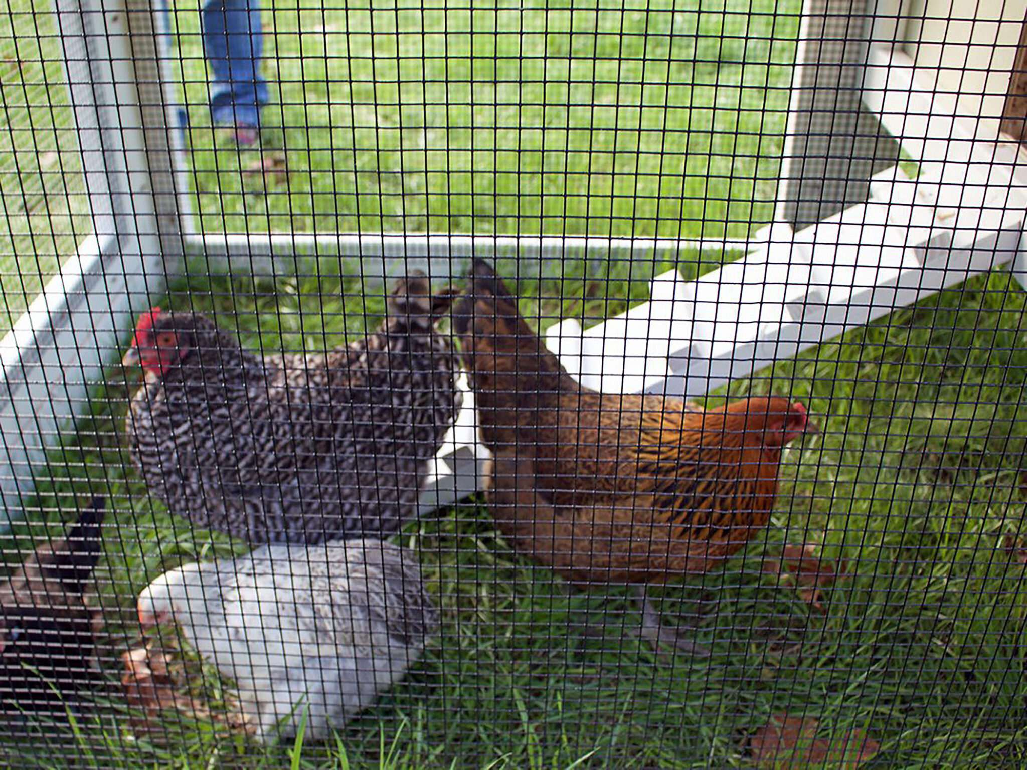 Hardware Cloth vs. Chicken Wire: What's the Difference? - UWC