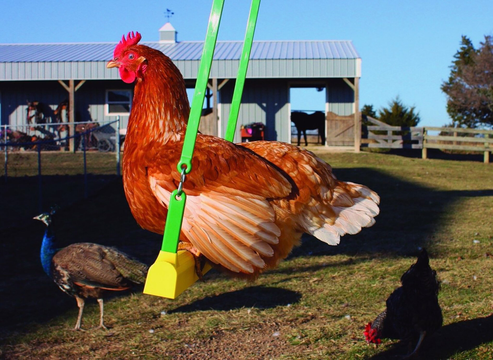 toys for chicken