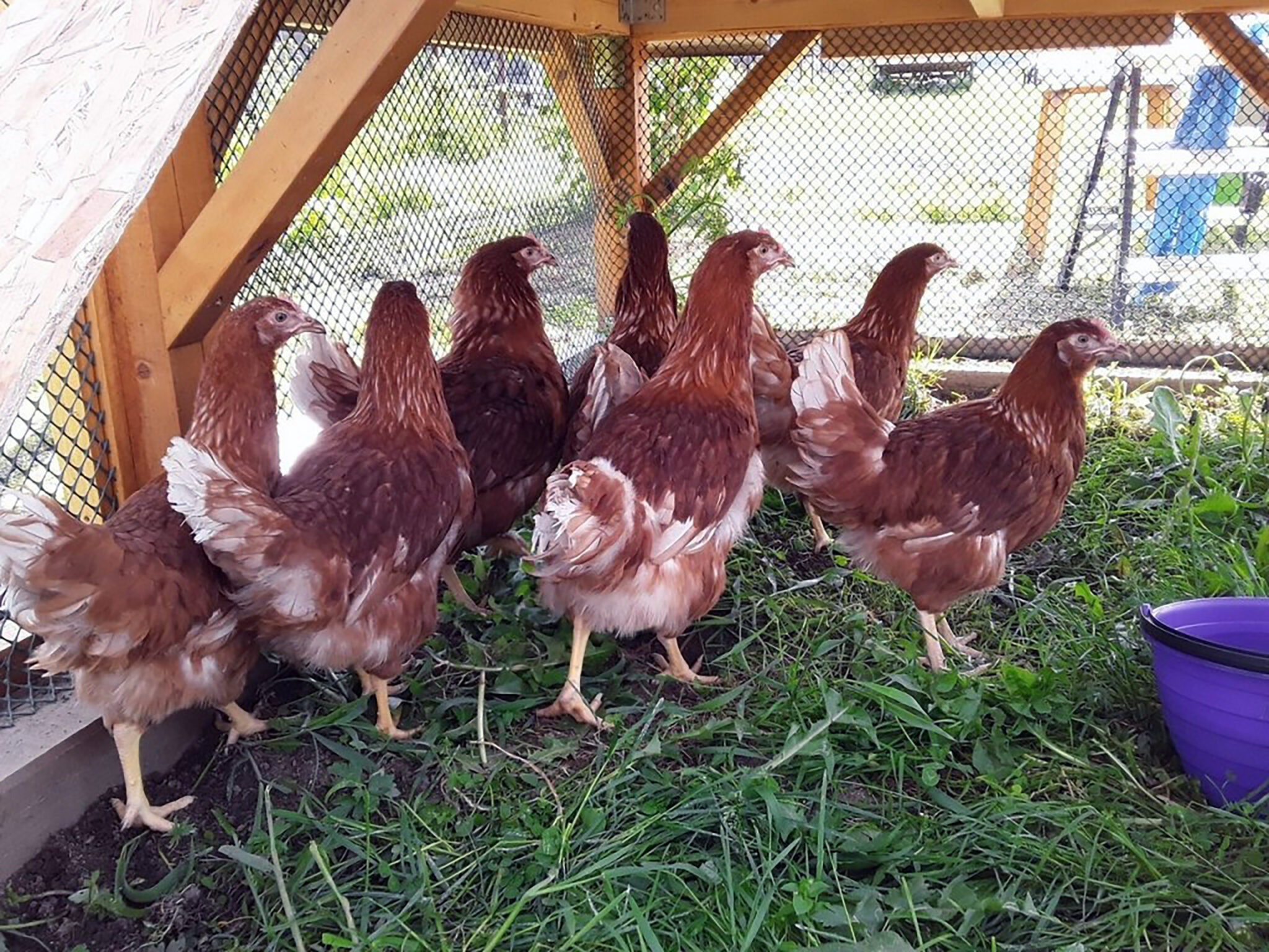 chicken coop wire