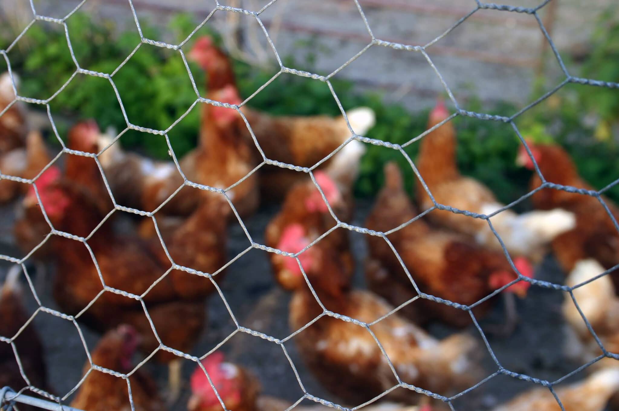 How to Build a Chicken Wire Fence - Chicken Farmers Union