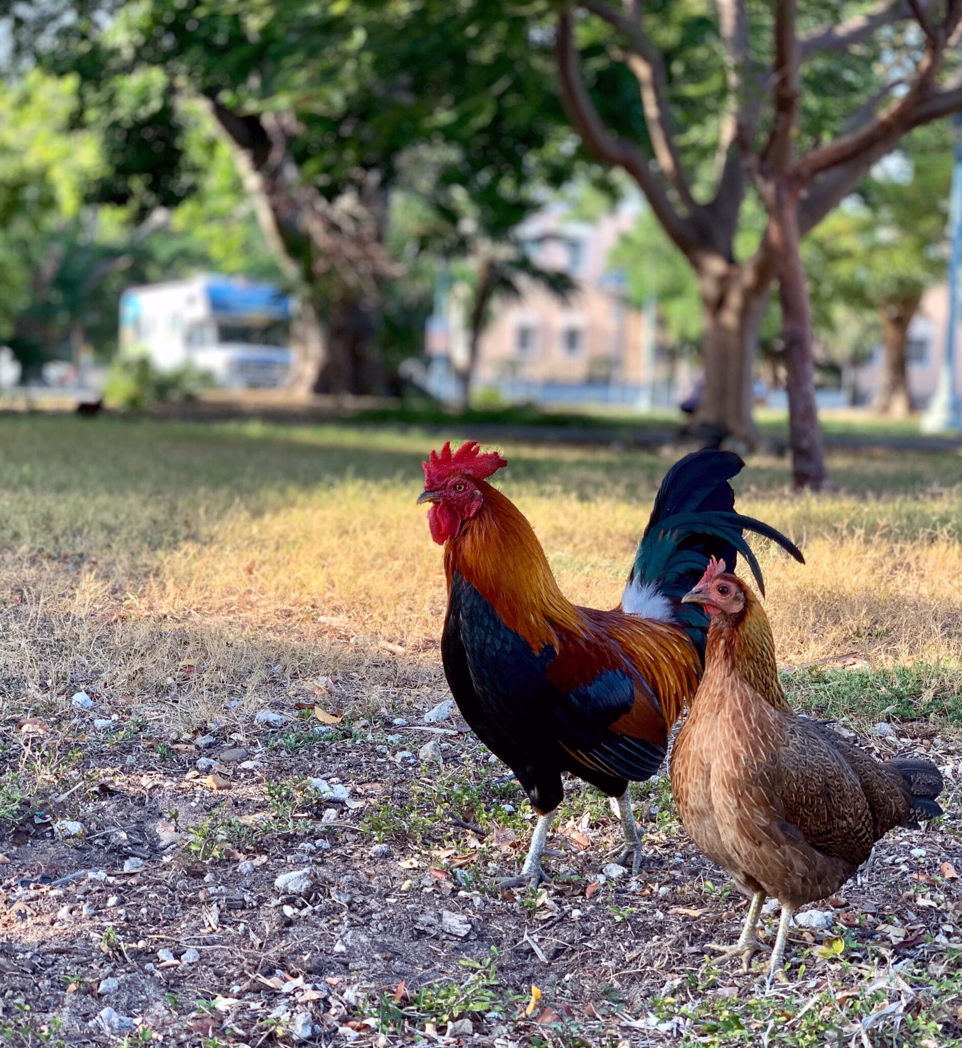 chicken farm