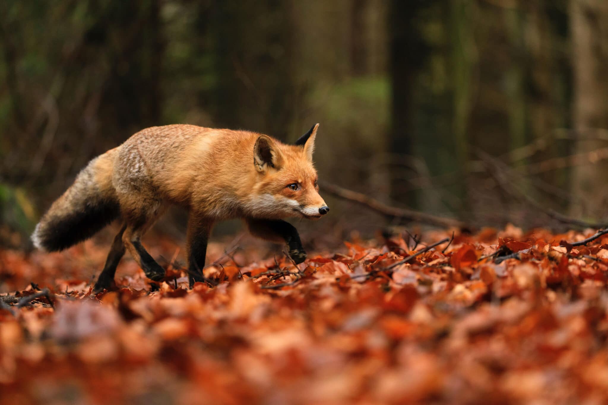 fox repelletnt