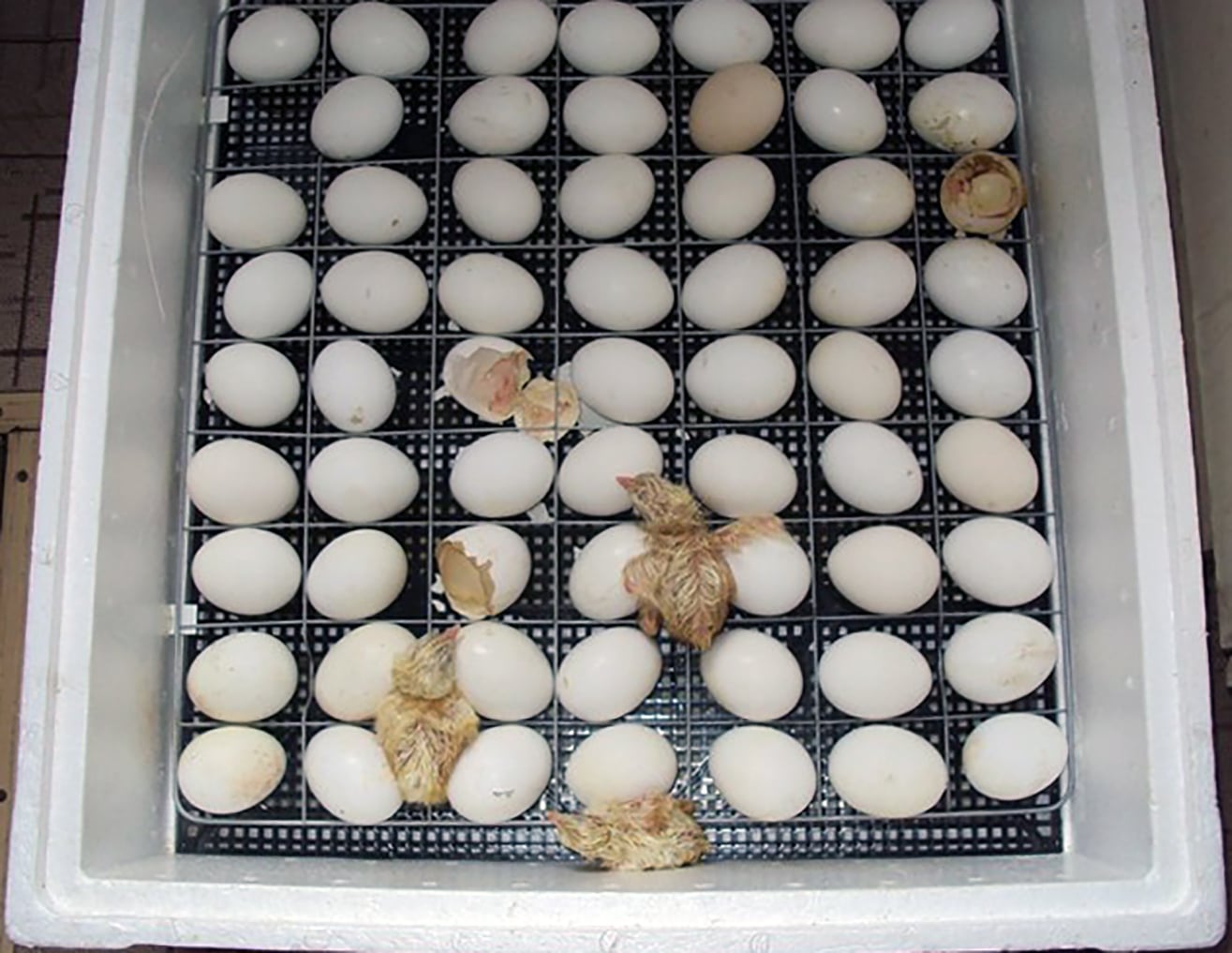 egg incubator for chicken
