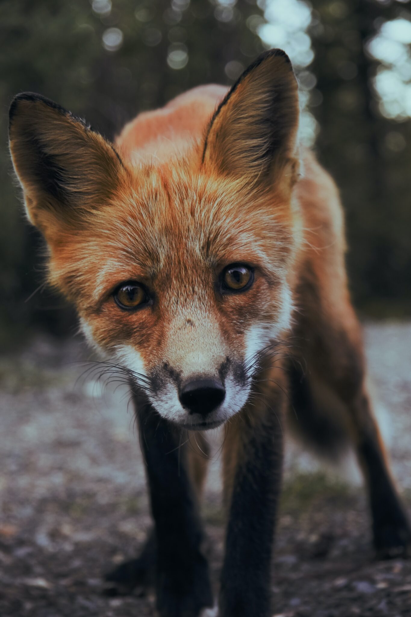 fox proof