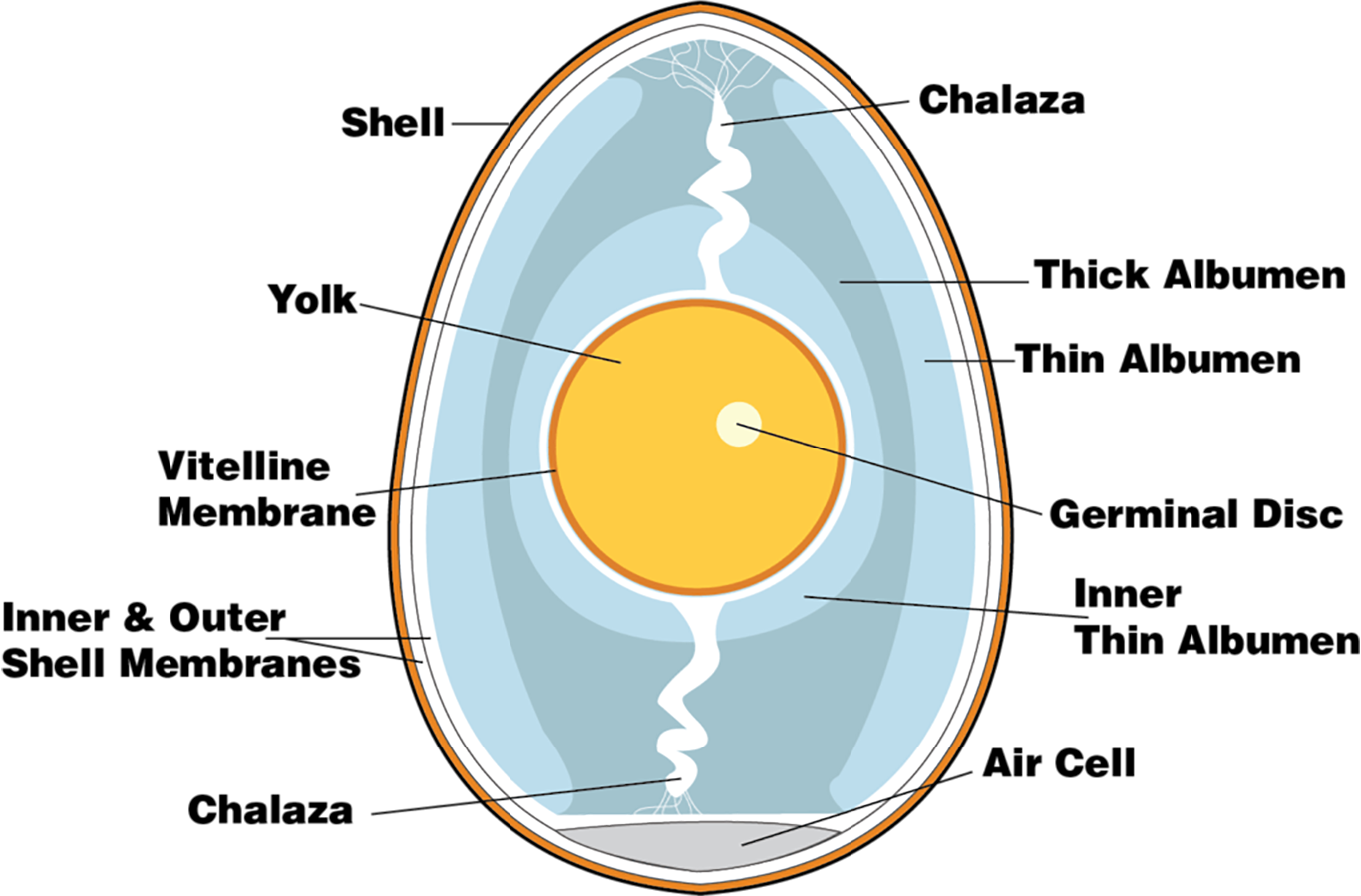 egg yolks white shell
