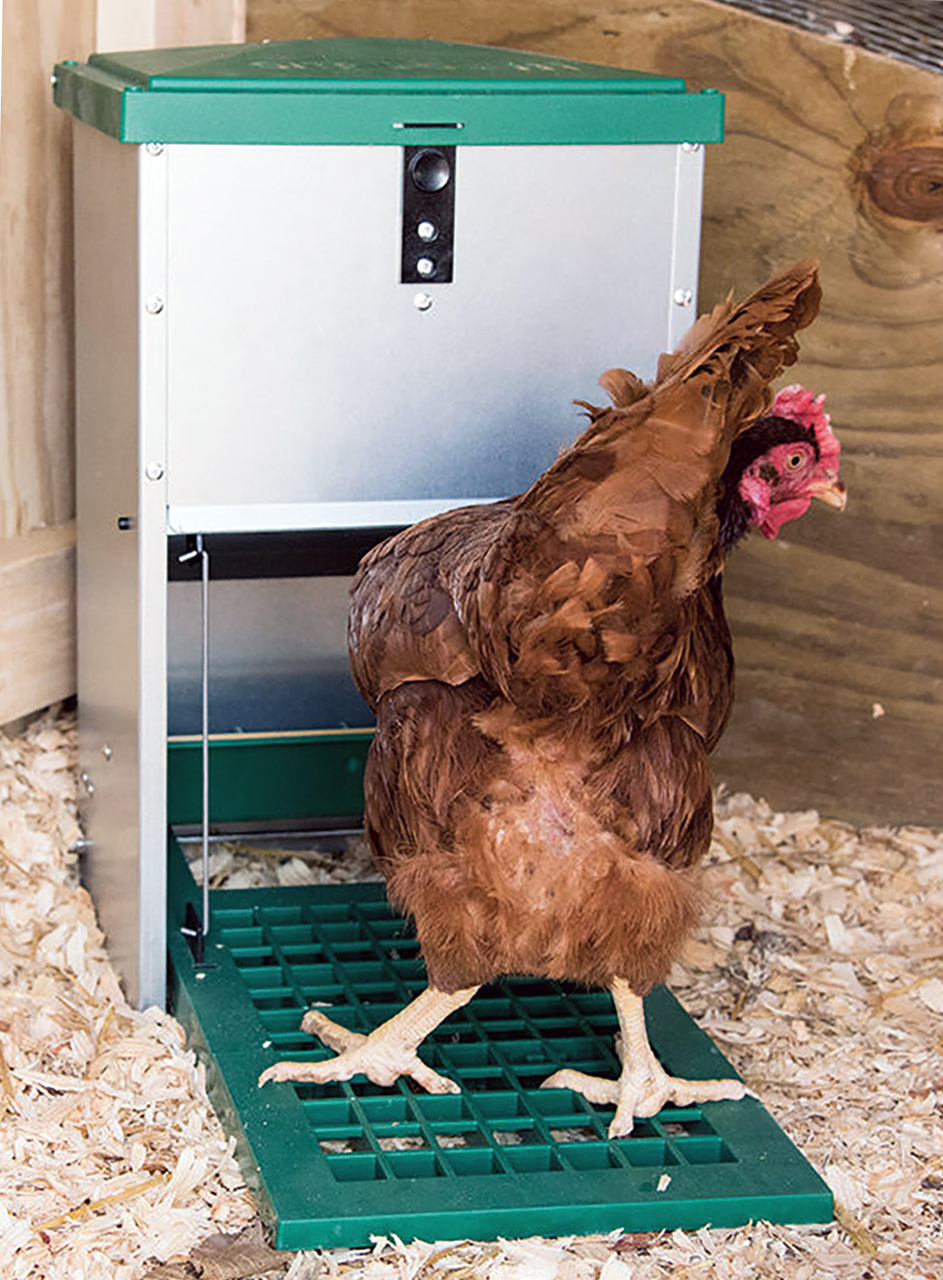 the best chicken feeder