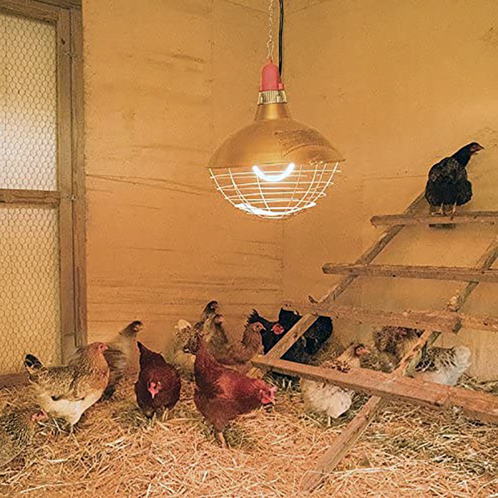 Heating Lamp For Baby Chicks at morrisvreyeso blog