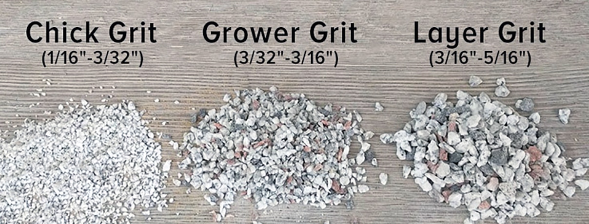 grit for chickens