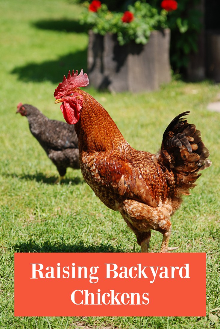 BACKYARD CHICKENS