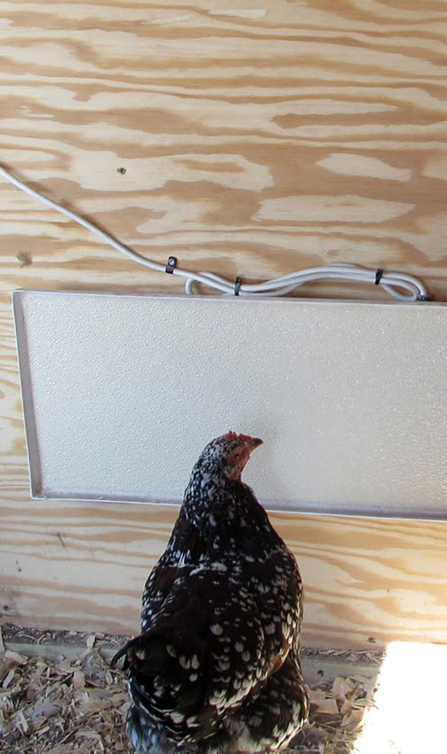 Best Chicken Coop Heaters for 2022 Chicken Farmers Union