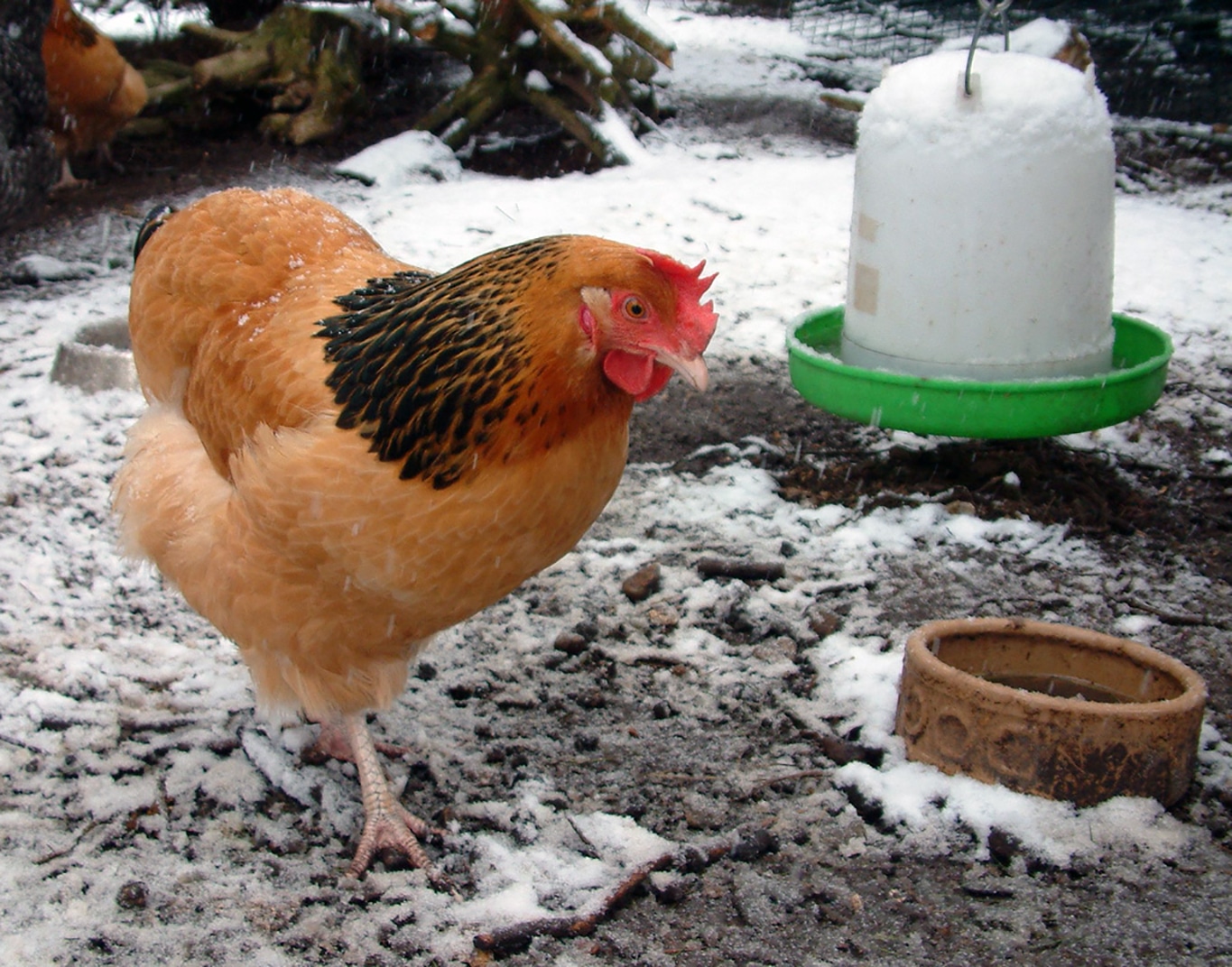 winter chicken feed