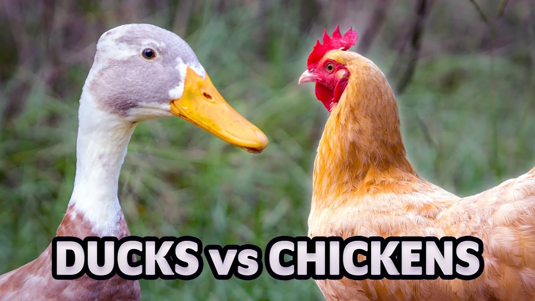ducks vs chickens