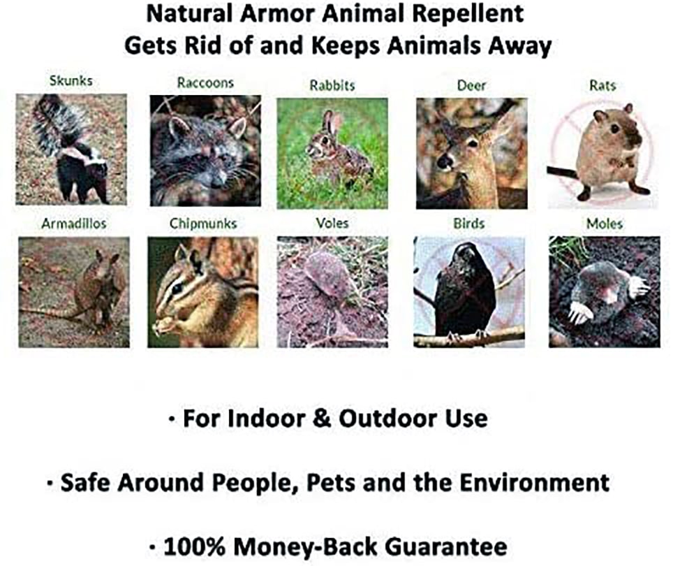 best squirrel repellent