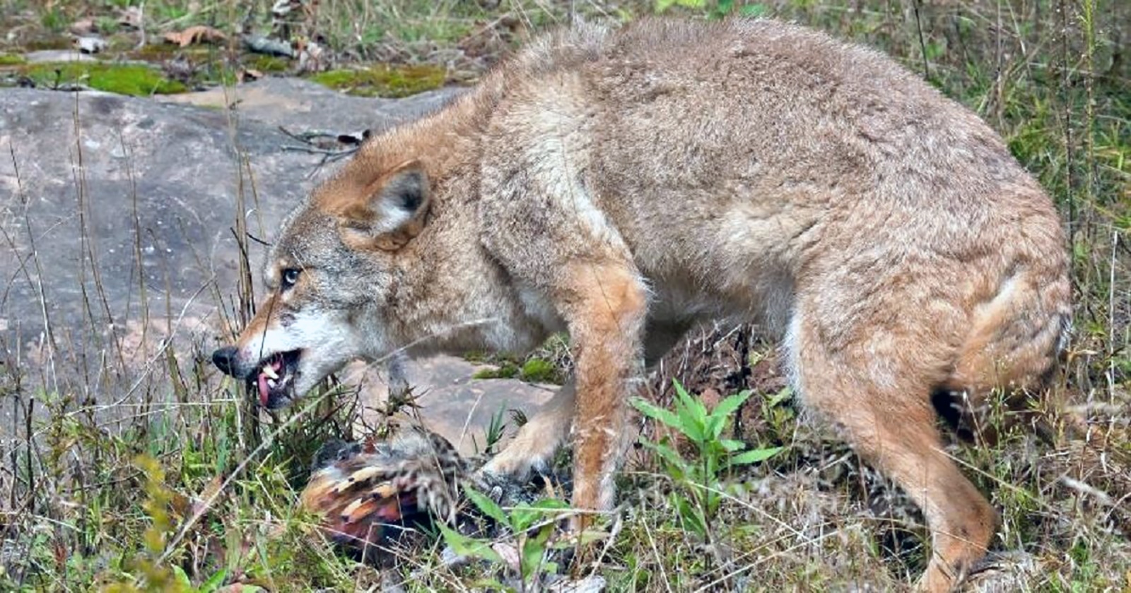 wolf attacking chicken