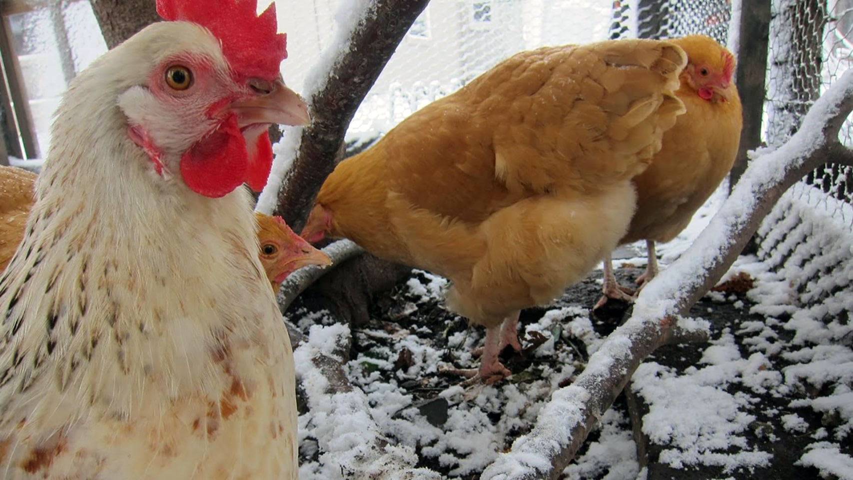 winter chickens