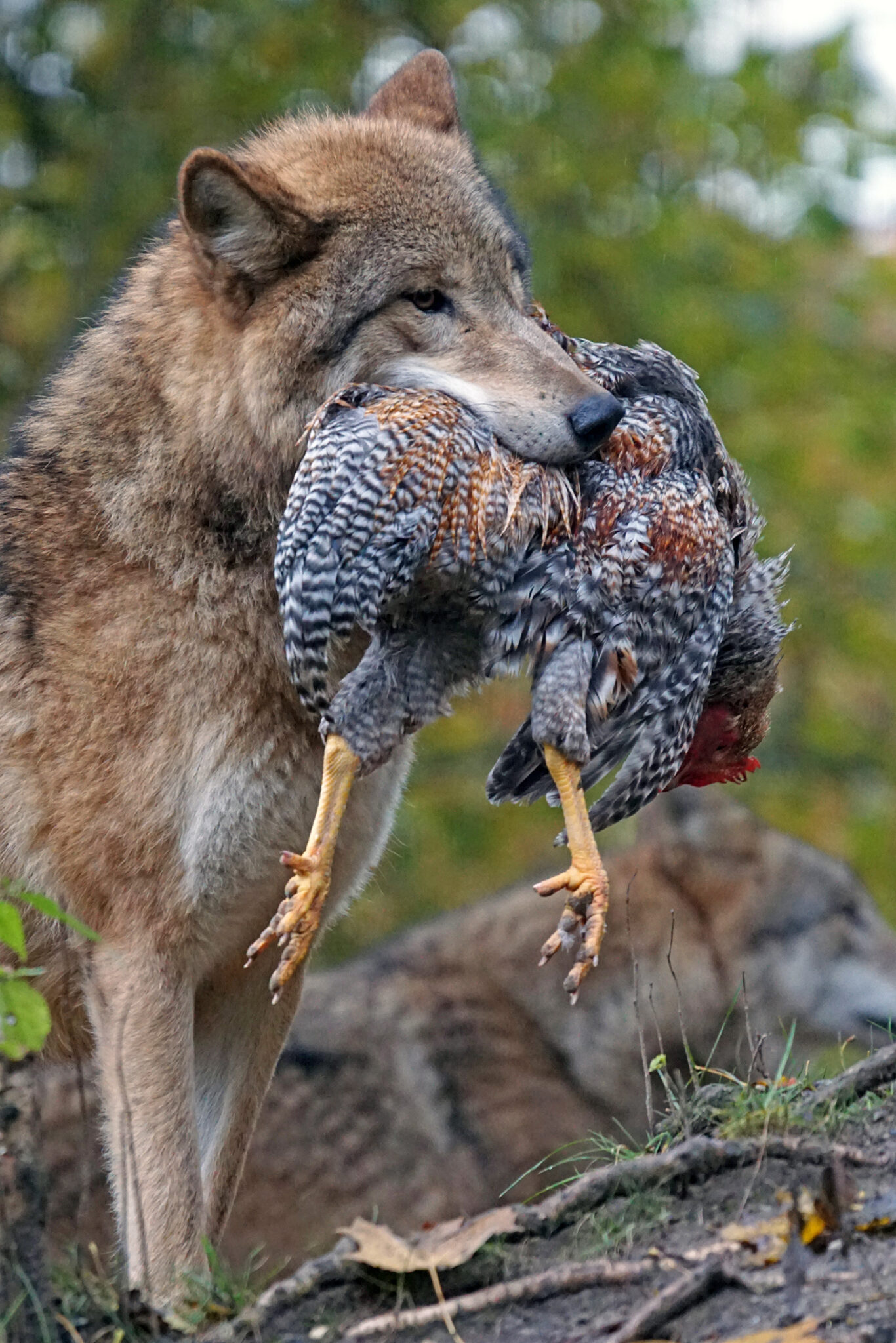 Coyot predator chicken