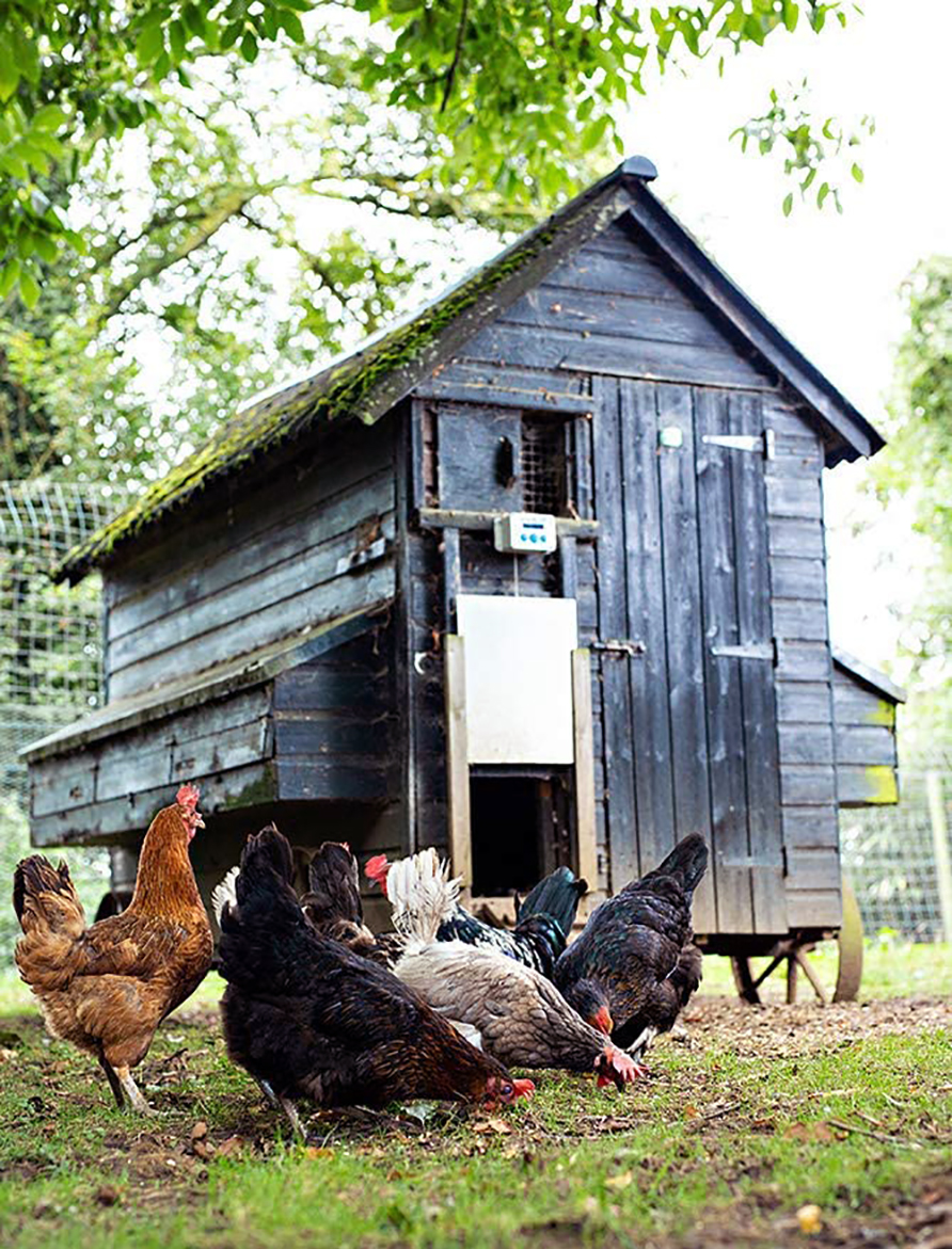 ChickenGuard Automatic Chicken Coop Door Opene