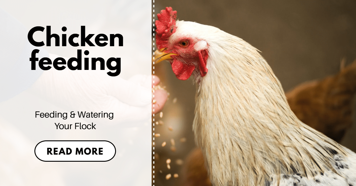 Chicken Feeding