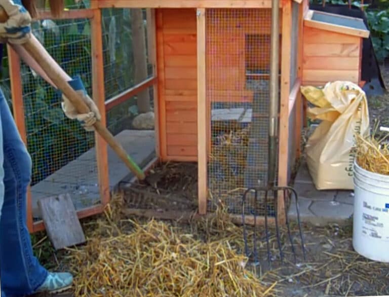 how-to-clean-and-disinfect-your-chicken-coops-for-spring