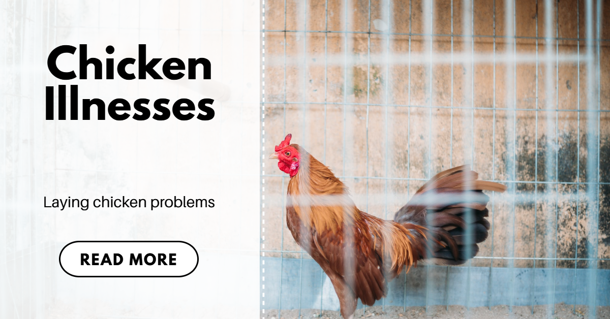 laying chicken problems