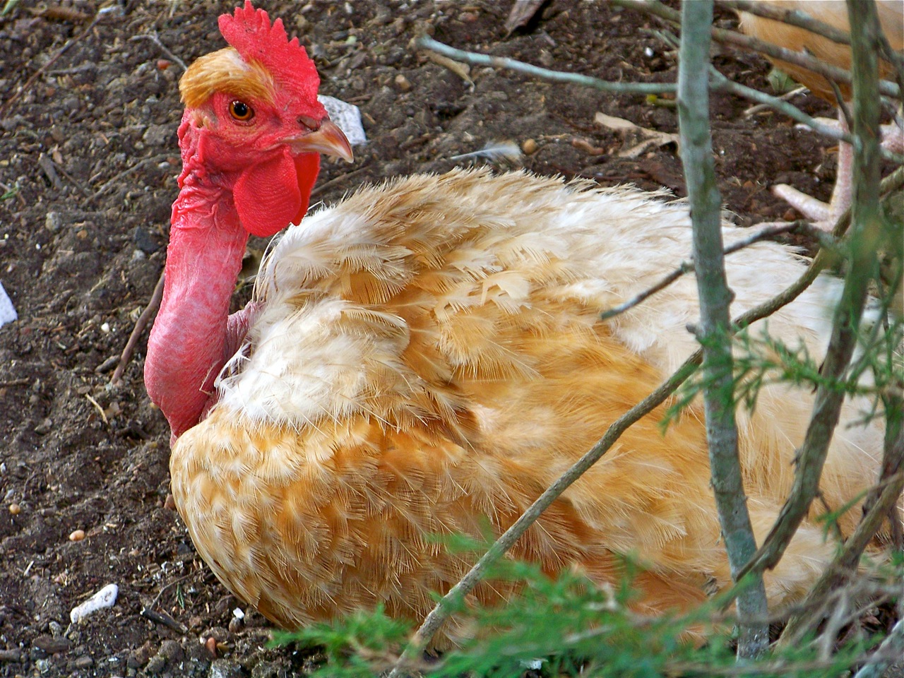 Turken chicken breed