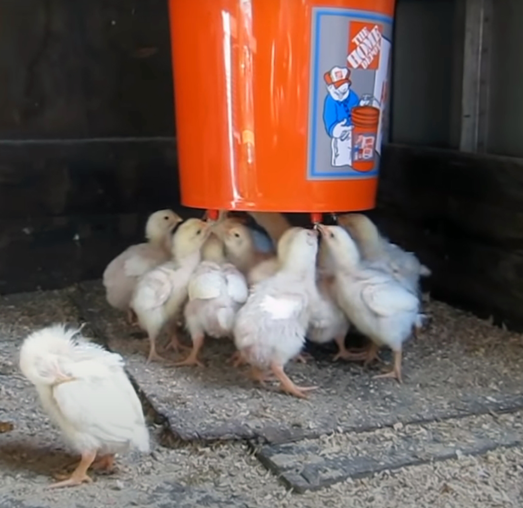 chick waterer
