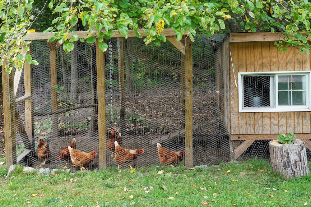 how much does it cost to build a chicken coop in the US