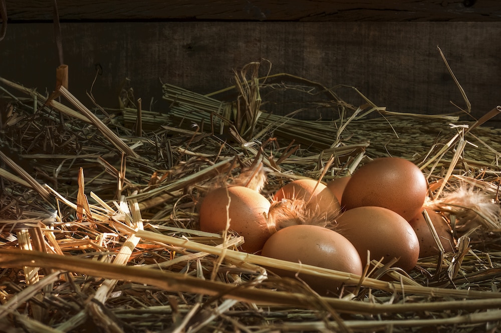 tips on how to hatch chicken eggs without an incubator