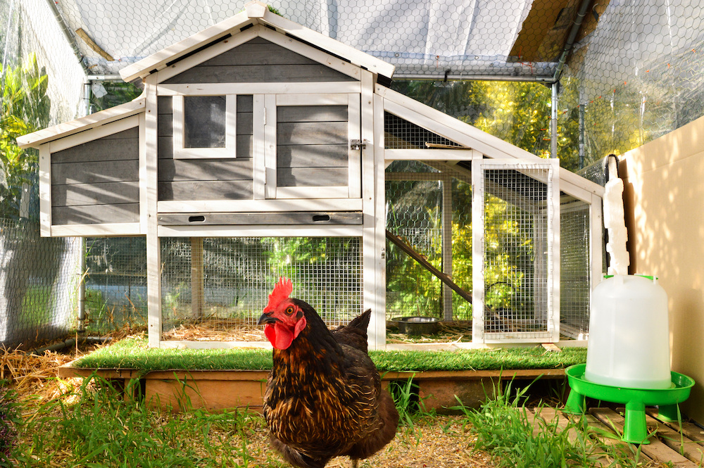 tips on how much ventilation should a coop need