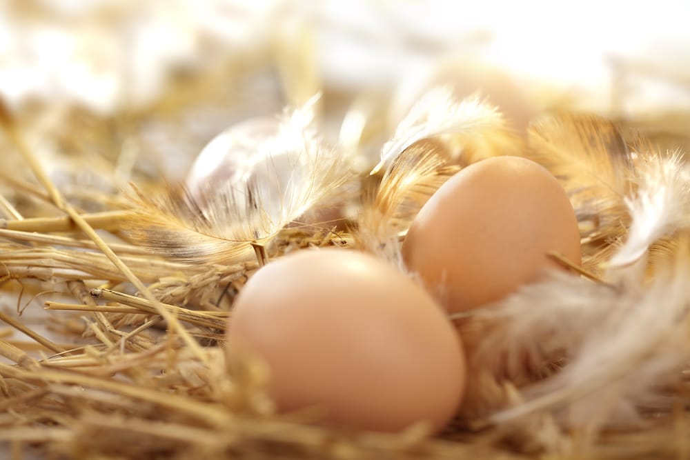 how to hatch chicken eggs without an incubator