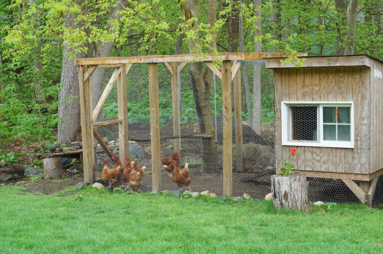 How To Keep Snakes Out of Chicken Coop - How To Keep Snakes Out Of Chicken Coop 2 768x511