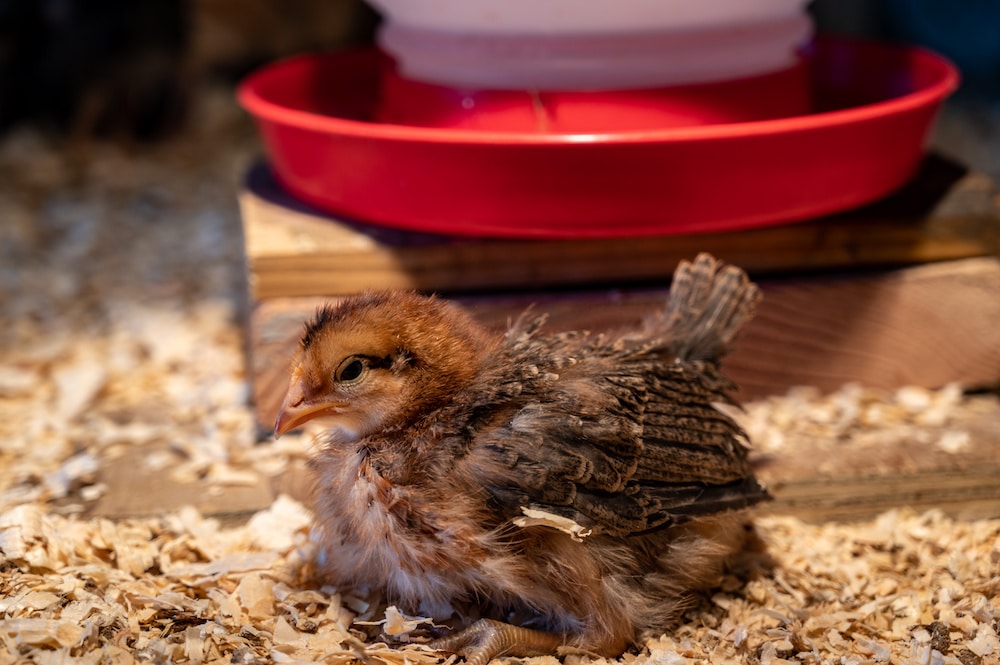 sample hemp bedding for chicken coops